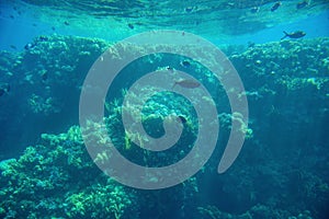 Aquatic Deep Seabed Underwater Background photo