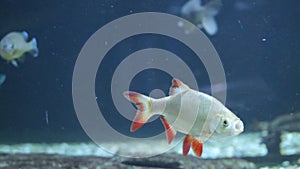 Aquatic Elegance: Close-Up of Colorful Fish in a Captivating Aquarium