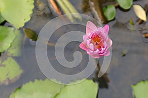 Aquatic Elegance Lotus Flower Bokeh Copy Space