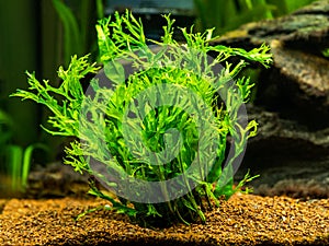 Aquatic fern Microsorum pteropus â€“ Windelov isolated on a fish tank with blurred background