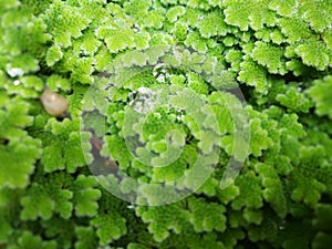 Aquatic ferns,Mosquito ferns