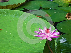 Aquatic flower