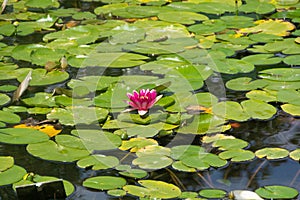 Aquatic flower and plants on a water plan