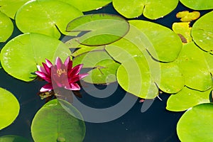 Aquatic flower and plants on a water plan