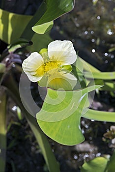 Aquatic flower yellow sawah lettuce