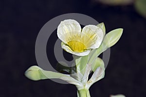 Aquatic flower yellow sawah lettuce