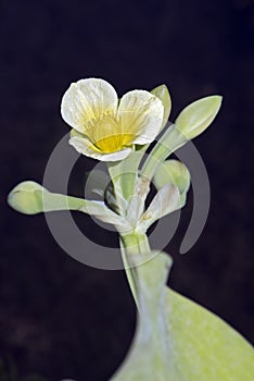 Aquatic flower yellow sawah lettuce