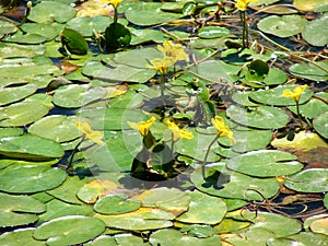 Aquatic flowers in lake photo