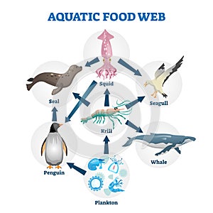 Aquatic food web vector illustration. Labeled educational water life scheme