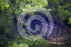 Aquatic Freshwater Turtle (2)