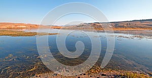 Aquatic grass and vegetation in the Yellowstone river in the Hayden valley in Yellowstone National Park in Wyoming