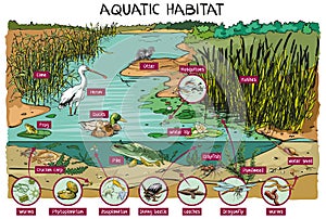 Aquatic habitat photo