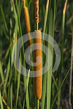 Aquatic Herbaceous Plant Typha