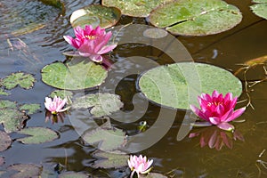 Aquatic or hydrophyte plants