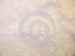 Aquatic Insect Floating