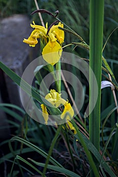 Aquatic irises in bloom with reeds