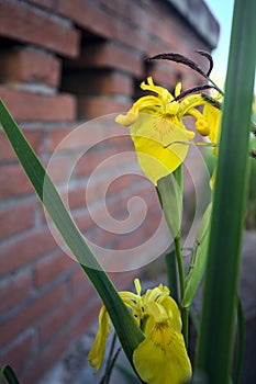 Aquatic irises in bloom with reeds