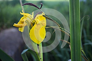 Aquatic irises in bloom with reeds