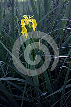 Aquatic irises in bloom with reeds