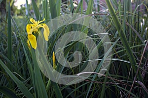 Aquatic irises in bloom with reeds