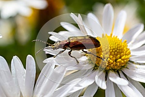 An aquatic leaf-beetle with long antennae Donacia reticulata, Family Chysomelidae