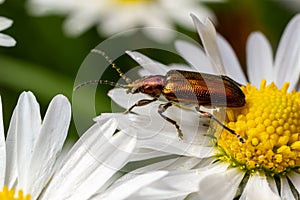 An aquatic leaf-beetle with long antennae Donacia reticulata, Family Chysomelidae