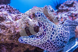 Aquatic leopard moray eel among coral reefs