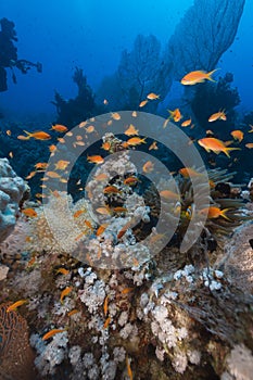 The aquatic life in the Red Sea.