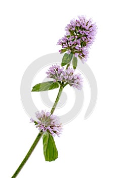 Aquatic mint isolated on white