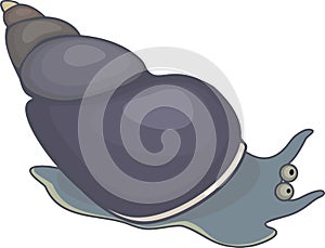 Aquatic mollusk lymnaea stagnalis