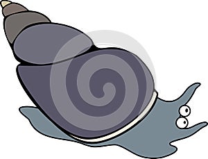 Aquatic mollusk lymnaea stagnalis