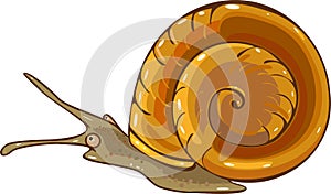 Aquatic mollusk planorbidae