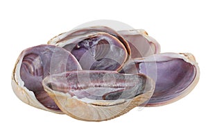 Aquatic Mollusk Shells