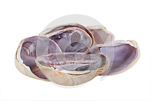 Aquatic Mollusk Shells