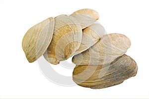 Aquatic Mollusk Shells