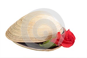 Aquatic Mollusk Shells