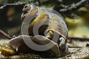 Aquatic mollusk viviparous freshwater river snail, plankton feeder and algae eater moves from glass to sand substrate