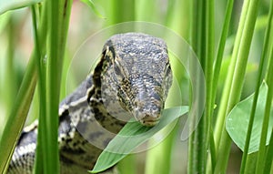 Aquatic monitor lizard in Bali Indonesia, large unique reptile.