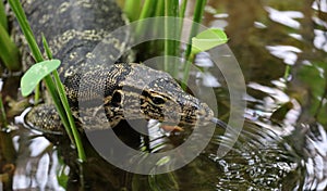 Aquatic monitor lizard in Bali Indonesia, large unique reptile.