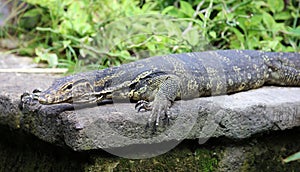 Aquatic monitor lizard in Bali Indonesia, large unique reptile.