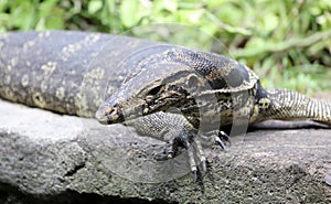 Aquatic monitor lizard in Bali Indonesia, large unique reptile.