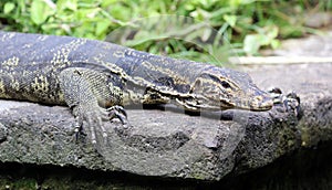 Aquatic monitor lizard in Bali Indonesia, large unique reptile.