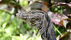 Aquatic monitor lizard in Bali Indonesia, large unique reptile.