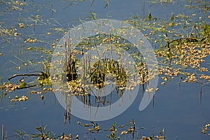 Aquatic pants reflecting in the water