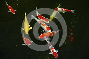 Aquatic pet Koi .