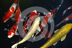 Aquatic pet Koi .