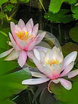 Aquatic Pink Pond Lily - Blooming Wetland Plants