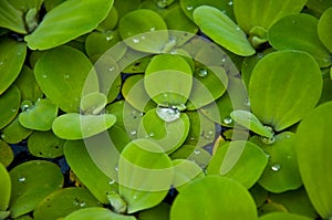 Aquatic plant photo