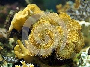 Aquatic plant in aquarium