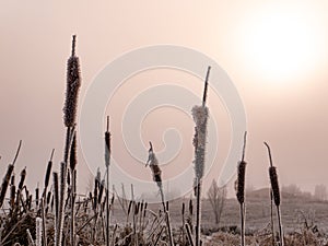 Aquatic plant cattail in white frost in frosty winter